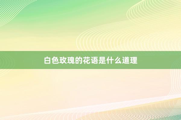 白色玫瑰的花语是什么道理